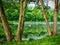 Swan on the Moselle River Reflecting Trees of Water Sunset near Toul France Campground