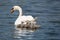 Swan mother with her children