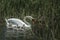 Swan mother in lake rushes with six fluffy toddlers