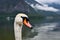 A swan on a mountain lake in the Alps near Hallstatt. Swans head and rainy foggy day in Salzkammergut, lake and hills background.