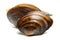 Swan mussel