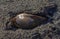 Swan mussel Anodonta cygnea in a pond