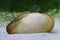 Swan mussel (Anodonta cygnea) on the on ponds bottom