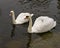 Swan Mute Stock Photo and Image. Couple close-up profile view swimming with blur background in their environment and habitat