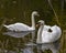 Swan Mute Stock Photo and Image. Couple close-up profile view swimming with blur background in their environment and habitat