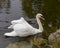 Swan Mute Stock Photo and Image. Swan Mute bird swimming with spread white wings with water background in its environment and