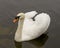 Swan Mute Stock Photo and Image. Swan Mute bird swimming with spread white wings with water background in its environment and