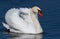 Swan. Mute swan. A beautiful swan is floating on the river