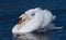 Swan. Mute swan. Beautiful white swan