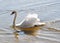 Swan (mute swan) swimming in lake
