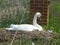 Swan on Nest