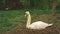 Swan in nest ornithology animal photography in moody wood land nature outside environment