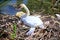 A swan on a nest of twigs and garbage in a polluted river