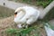 Swan nesting on a dirty pile of garbage with her eggs