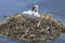 Swan Nesting Finger Lakes, New York