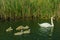 Swan with nestlings on the lake