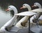 Swan paddle boats in a lake outdoor park concept