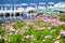 Swan paddle boats and small boats on the lake with blurry flower field in foreground