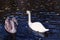 Swan pair in the autumn waters of the Caucasus lakes