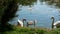Swan pair and their cygnets are swimming and feeding on aquatic plants and insects on a sunny summer day