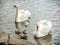 Swan parents with her youngs in the water