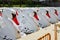 Swan Pedal Boats on Sunny Dock with Canopy Shadows