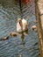 Swan pen with cygnets in water by a pier