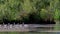 Swan, pen, Cygnini, paddling with her six cygnets on a calm loch in early morning, scotland.