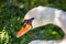 Swan. photo that depicts this beautiful species of bird while it is intent on cleaning its beautiful feathers and feathers. swan d