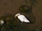 Swan in polluted water