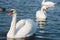 swan and pond, lake photo. Beautiful picture, background, wallpaper