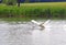 Swan in a pond starting to fly