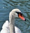 Swan portrait