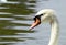 Swan portrait