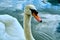 Swan portrait. Mute swan Cygnus olor gliding across Lake Hallstatt Austria in sunrise morning light. Amazing morning scene