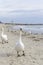 Swan pose on the beach