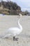 Swan pose on the beach