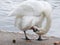 Swan preening itself at a lakeside UK