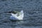 Swan Preening In The Lake