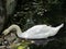 Swan in the protected natural area of â€‹â€‹the Vorontsov Palace