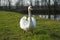 Swan proudly posing for camera