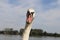 a swan in the pure nature water park