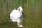 Swan reflected on the Tiverton Canal