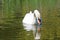 Swan reflected on the Tiverton Canal