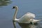 Swan reflecting on lake