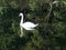 Swan Reflecting On Water