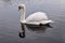 Swan reflection