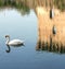 Swan and reflection of the tower