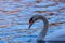 Swan on reflective water in autumn