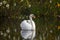 Swan relaxing at the pond